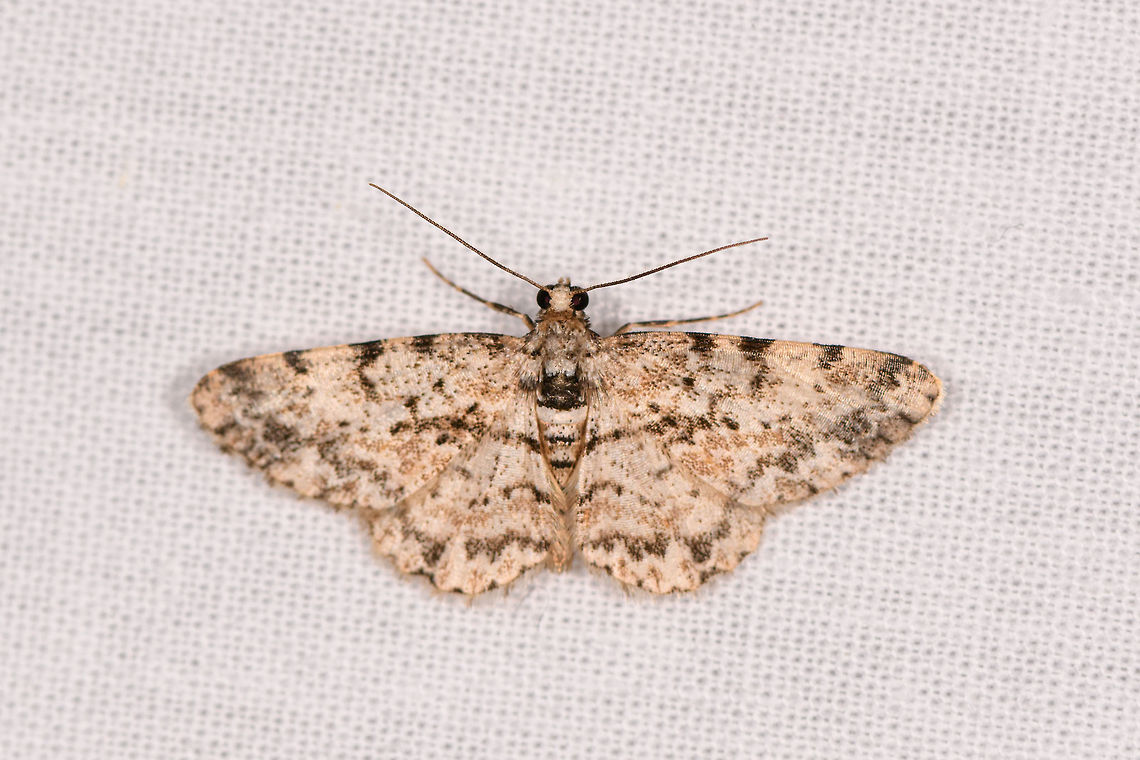 Iridopsis  sp., Ranomafana, Madagascar Alternative candidate: Cleora sp. Africa,Geotagged,LepiLED,Madagascar,Madagascar 2019,Ranomafana National Park,Winter,World