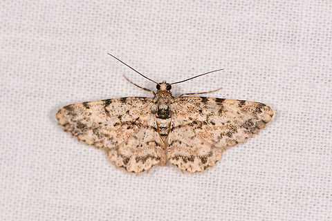 Iridopsis  sp., Ranomafana, Madagascar Alternative candidate: Cleora sp. Africa,Geotagged,LepiLED,Madagascar,Madagascar 2019,Ranomafana National Park,Winter,World