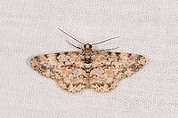 Iridopsis  sp., Ranomafana, Madagascar Alternative candidate: Cleora sp. Africa,Geotagged,LepiLED,Madagascar,Madagascar 2019,Ranomafana National Park,Winter,World