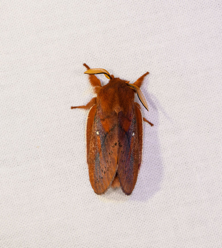 Euthrix or Henometa sp.? Ranomafana, Madagascar Euthrix sp. species look highly similar to the species on this photo, problem is that that there are no reports from Africa. Africa,Drinker,Euthrix potatoria,Geotagged,LepiLED,Madagascar,Madagascar 2019,Ranomafana National Park,Winter,World