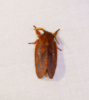 Euthrix or Henometa sp.? Ranomafana, Madagascar Euthrix sp. species look highly similar to the species on this photo, problem is that that there are no reports from Africa. Africa,Drinker,Euthrix potatoria,Geotagged,LepiLED,Madagascar,Madagascar 2019,Ranomafana National Park,Winter,World
