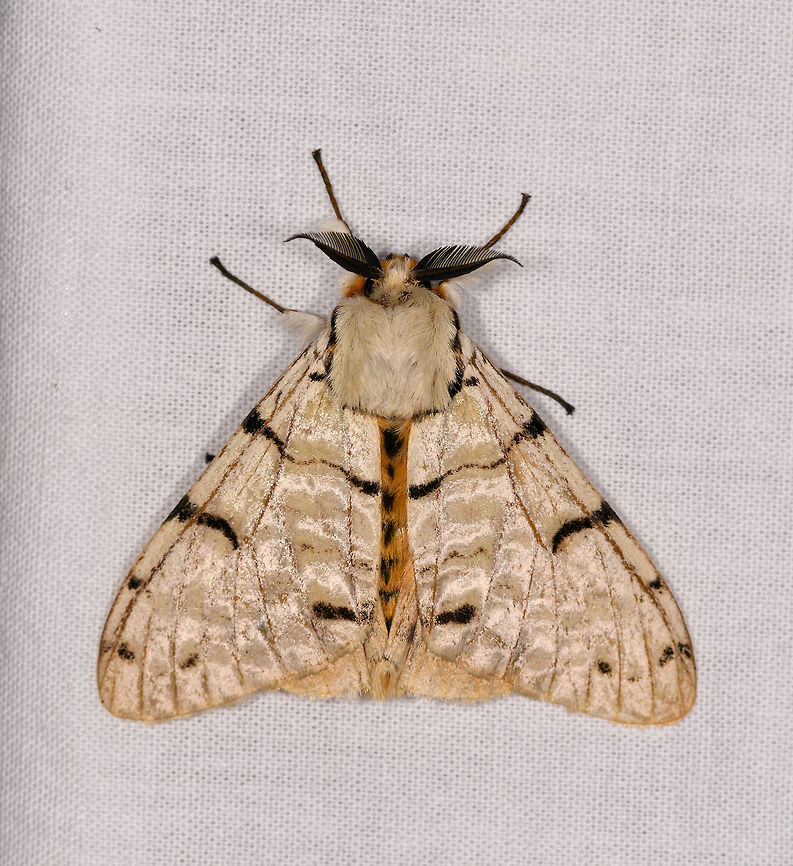 Lymantica velutina - 2, Ranomafana, Madagascar Updated ID by Maik Bippus. Africa,LepiLED,Lymantica velutina,Madagascar,Madagascar 2019,Ranomafana National Park,World