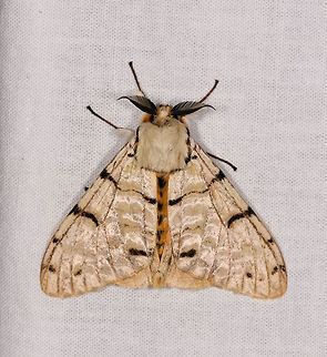 Lymantica velutina - 2, Ranomafana, Madagascar Updated ID by Maik Bippus. Africa,LepiLED,Lymantica velutina,Madagascar,Madagascar 2019,Ranomafana National Park,World