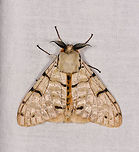 Lymantica velutina - 2, Ranomafana, Madagascar Updated ID by Maik Bippus. Africa,LepiLED,Lymantica velutina,Madagascar,Madagascar 2019,Ranomafana National Park,World