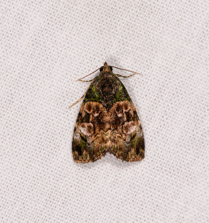 Green/gold moth, Ranomafana, Madagascar Appears darker to the eye, but with shadows lifted, looks quite attractive with complicated green/golden patterns.<br />
<br />
Possibly Lithacodia sp. Africa,Geotagged,LepiLED,Madagascar,Madagascar 2019,Ranomafana National Park,Winter,World
