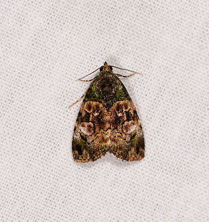 Green/gold moth, Ranomafana, Madagascar Appears darker to the eye, but with shadows lifted, looks quite attractive with complicated green/golden patterns.

Possibly Lithacodia sp. Africa,Geotagged,LepiLED,Madagascar,Madagascar 2019,Ranomafana National Park,Winter,World