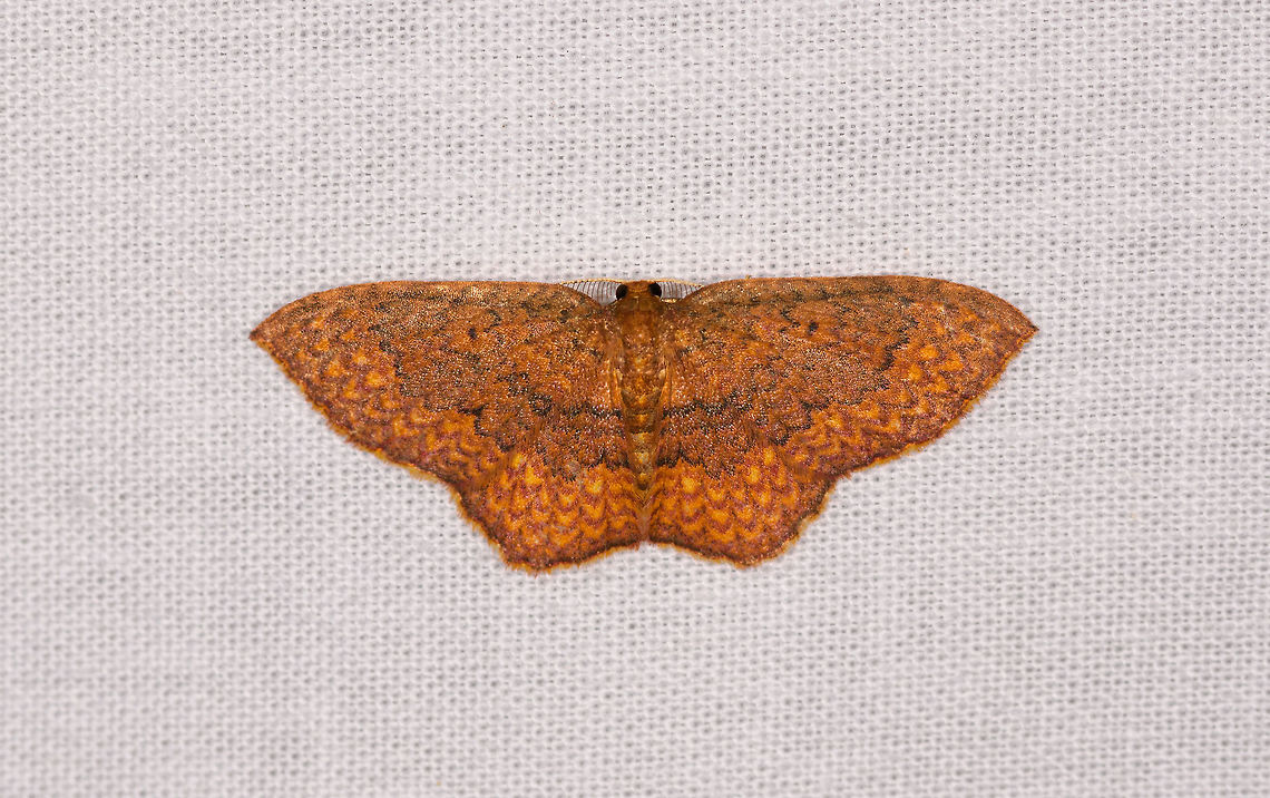 Orange banded moth, Ranomafana, Madagascar Vibrant dark to light orange, heavily banded all across the wings.<br />
ID by Maik Bippus. Africa,Eois suarenzis,LepiLED,Madagascar,Madagascar 2019,Ranomafana National Park,World