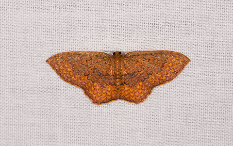 Orange banded moth, Ranomafana, Madagascar Vibrant dark to light orange, heavily banded all across the wings.
ID by Maik Bippus. Africa,Eois suarenzis,LepiLED,Madagascar,Madagascar 2019,Ranomafana National Park,World