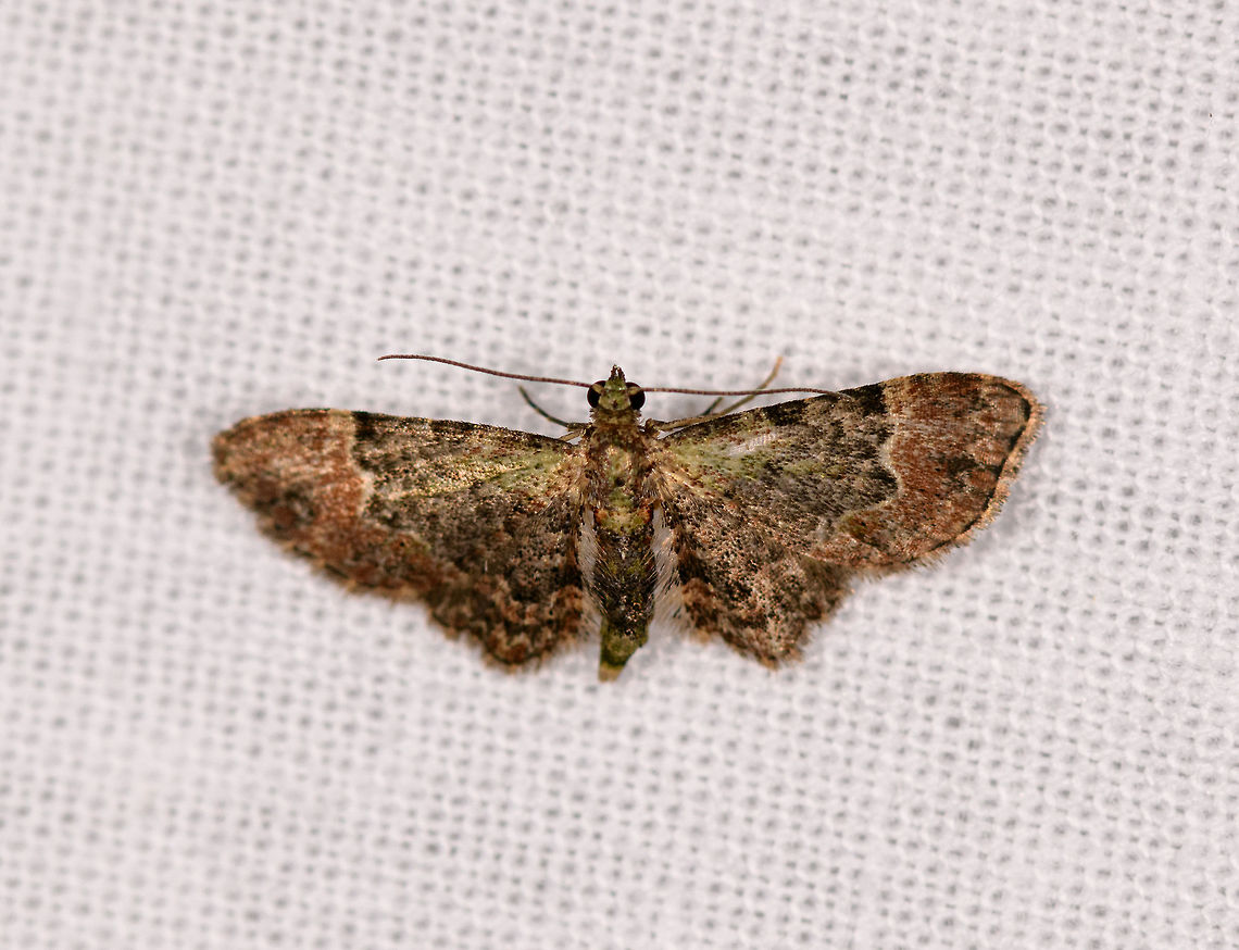 Chloroclystis latifasciata, Ranomafana, Madagascar Tiny moth with wide wings, complicated patterns of green, brown and black.  Africa,Chloroclystis latifasciata,Geotagged,LepiLED,Madagascar,Madagascar 2019,Ranomafana National Park,Winter,World