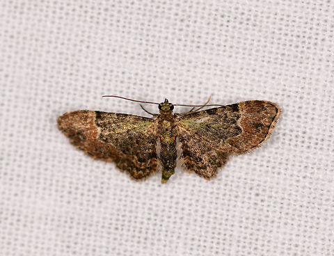 Chloroclystis latifasciata, Ranomafana, Madagascar Tiny moth with wide wings, complicated patterns of green, brown and black.  Africa,Chloroclystis latifasciata,Geotagged,LepiLED,Madagascar,Madagascar 2019,Ranomafana National Park,Winter,World