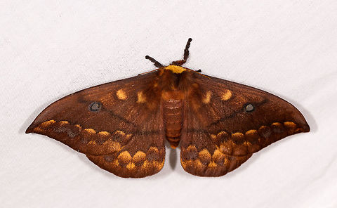 Maltagorea ornata, Ranomafana, Madagascar Large and quite spectacular in my opinion. I'm  thinking it may be Syntherata or specifically Syntherata janetta. Syntherata janetta is known to be quite variable yet I still have not found any individual looking close to the pattern on the photo. Worse, Syntherata is an Australian genus. It's very well possible I'm not even looking in the right genus.

UPDATE: It looks like I was way off. Genus is probably Maltagorea, a true Madagascar genus. Africa,LepiLED,Madagascar,Madagascar 2019,Maltagorea ornata,Ranomafana National Park,World