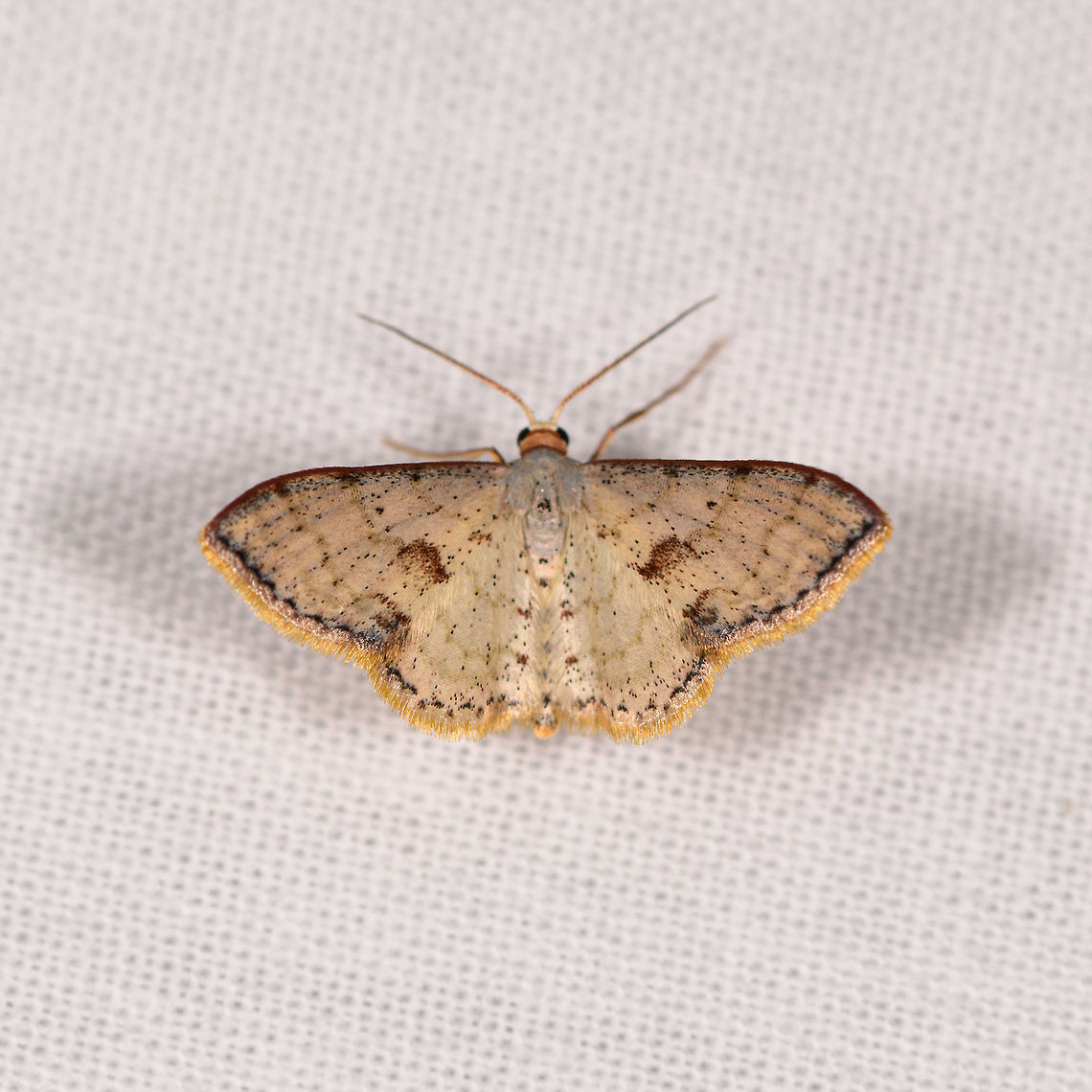 Small moth with yellow outline, Ranomafana, Madagascar Wild guess: Idaea sp. Africa,LepiLED,Madagascar,Madagascar 2019,Ranomafana National Park,World