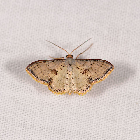 Small moth with yellow outline, Ranomafana, Madagascar Wild guess: Idaea sp. Africa,LepiLED,Madagascar,Madagascar 2019,Ranomafana National Park,World