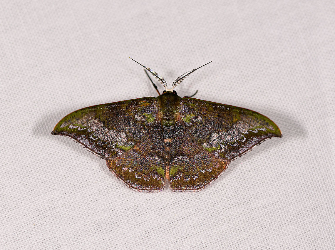 Mossy moth, Ranomafana, Madagascar Shadows lifted, which reveals some beautiful colors and patterns. Looks like a saturnid moth. Africa,Madagascar,Madagascar 2019,Ranomafana National Park,World