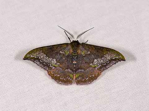 Mossy moth, Ranomafana, Madagascar Shadows lifted, which reveals some beautiful colors and patterns. Looks like a saturnid moth. Africa,Madagascar,Madagascar 2019,Ranomafana National Park,World