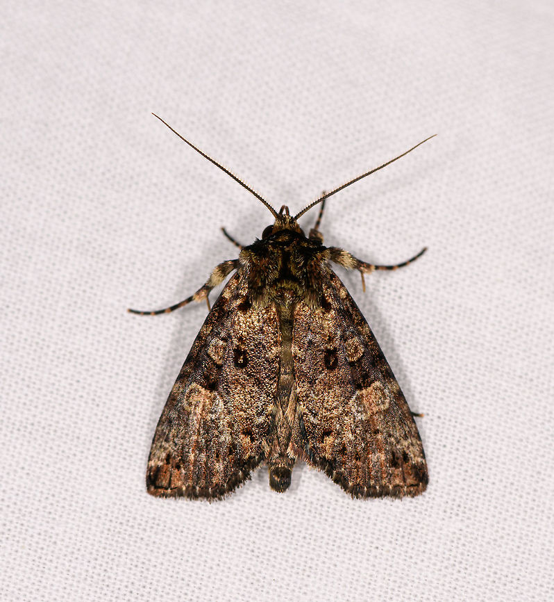 Gold reflective moth, Ranomafana, Madagascar Very complicated, reflective patterns on this moth. Africa,Geotagged,LepiLED,Madagascar,Madagascar 2019,Ranomafana National Park,Winter,World