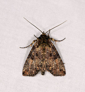 Gold reflective moth, Ranomafana, Madagascar Very complicated, reflective patterns on this moth. Africa,Geotagged,LepiLED,Madagascar,Madagascar 2019,Ranomafana National Park,Winter,World