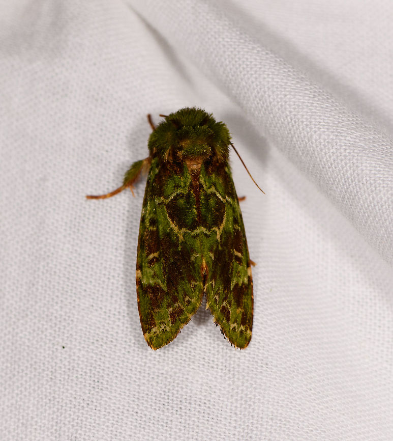 Complex green moth, Ranomafana, Madagascar Sorry for the poor photo, it was in an awkward high position. Africa,Geotagged,LepiLED,Madagascar,Madagascar 2019,Nyodes acatharta,Ranomafana National Park,Winter,World