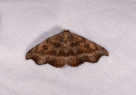 Brown wavy moth with bands, Ranomafana, Madagascar  Africa,Cautatha submacariodes,Geotagged,LepiLED,Madagascar,Madagascar 2019,Ranomafana National Park,Winter,World
