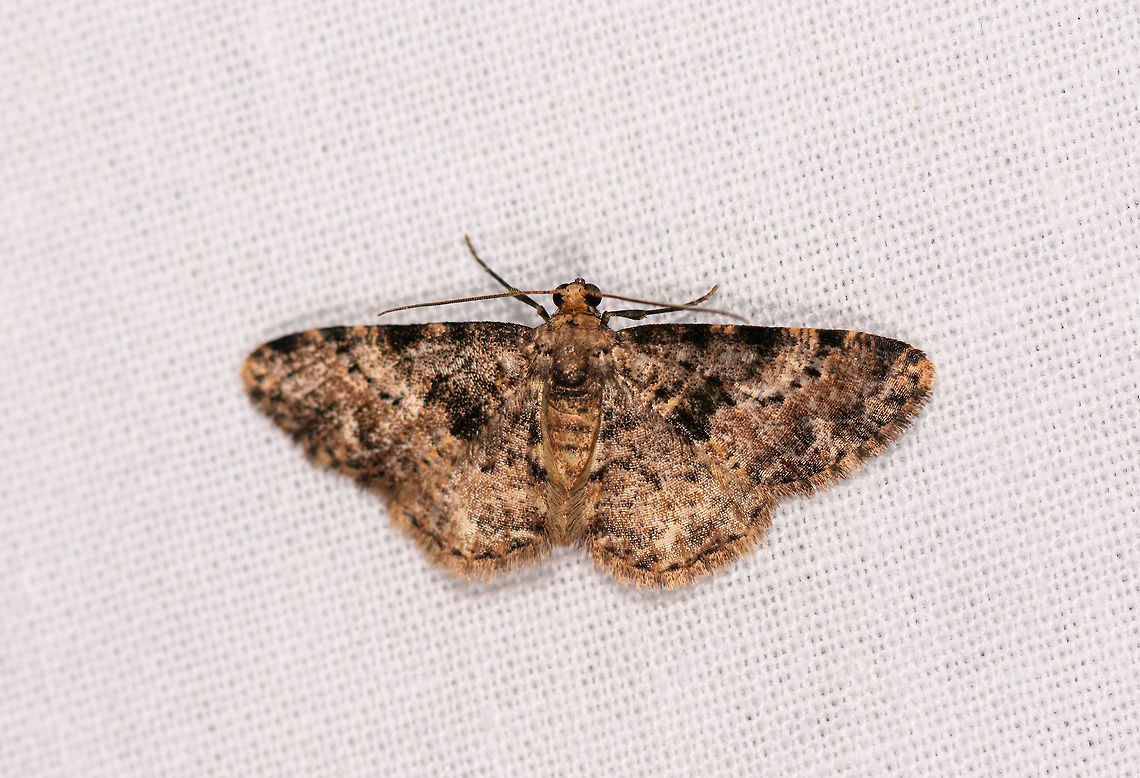 Iridopsis sp. 2, Ranomafana, Madagascar Similar to this one found on the same night, yet likely a different species:<br />
<figure class="photo"><a href="https://www.jungledragon.com/image/84269/iridopsis_sp._ranomafana_madagascar.html" title="Iridopsis  sp., Ranomafana, Madagascar"><img src="https://s3.amazonaws.com/media.jungledragon.com/images/2/84269_thumb.jpg?AWSAccessKeyId=05GMT0V3GWVNE7GGM1R2&Expires=1769040010&Signature=F0dCzBOY0rg4mxxweoIL32h2a0Y%3D" width="200" height="134" alt="Iridopsis  sp., Ranomafana, Madagascar Alternative candidate: Cleora sp. Africa,Geotagged,LepiLED,Madagascar,Madagascar 2019,Ranomafana National Park,Winter,World" /></a></figure> Africa,LepiLED,Madagascar,Madagascar 2019,Ranomafana National Park,World