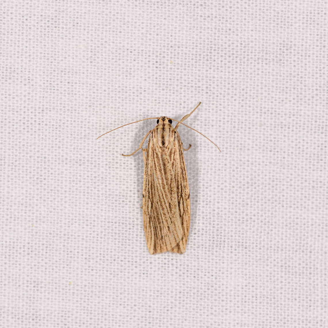 Lengthy yellow/black moth 2, Ranomafana, Madagascar Similar/same as the below found on the same night yet significantly paler:<br />
<figure class="photo"><a href="https://www.jungledragon.com/image/84192/lengthy_yellowblack_moth_ranomafana_madagascar.html" title="Lengthy yellow/black moth, Ranomafana, Madagascar"><img src="https://s3.amazonaws.com/media.jungledragon.com/images/2/84192_thumb.jpg?AWSAccessKeyId=05GMT0V3GWVNE7GGM1R2&Expires=1770854410&Signature=2v%2FenEt2hd3nmbLcGVs8HtmlZ%2B0%3D" width="124" height="152" alt="Lengthy yellow/black moth, Ranomafana, Madagascar Tall and thin body shape, about 3cm in height. Overall yellow with dense black speckles and some black bands. Africa,Geotagged,LepiLED,Madagascar,Madagascar 2019,Ranomafana National Park,Winter,World" /></a></figure> Africa,Geotagged,LepiLED,Madagascar,Madagascar 2019,Ranomafana National Park,Winter,World