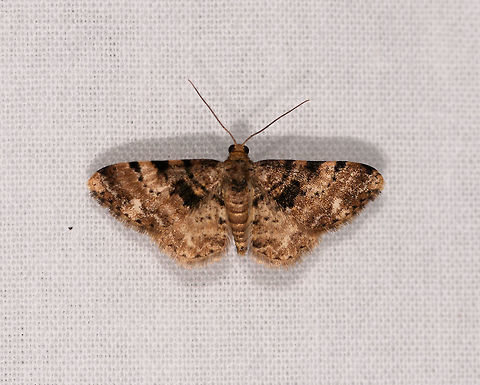 Iridopsis sp. 3, Ranomafana, Madagascar Probably same species as below, yet a different individual:
https://www.jungledragon.com/image/84364/iridopsis_sp._2_ranomafana_madagascar.html Africa,LepiLED,Madagascar,Madagascar 2019,Ranomafana National Park,World