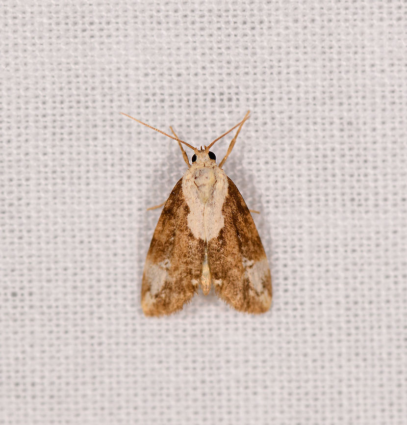 Yellowish moth 2, Ranomafana, Madagascar Somewhat similar to the below but unsure if related:<br />
<figure class="photo"><a href="https://www.jungledragon.com/image/84187/yellowish_moth_ranomafana_madagascar.html" title="Yellowish moth, Ranomafana, Madagascar"><img src="https://s3.amazonaws.com/media.jungledragon.com/images/2/84187_thumb.jpg?AWSAccessKeyId=05GMT0V3GWVNE7GGM1R2&Expires=1770854410&Signature=lyF6igF0eibvoEwZN7lKsQ0Bm7Y%3D" width="200" height="198" alt="Yellowish moth, Ranomafana, Madagascar About 1cm in size. Overall yellow to brown with a thick horizontal band across the wings that is light yellow on the inside, outlined by a thinner dark brown band. Africa,LepiLED,Madagascar,Madagascar 2019,Ranomafana National Park,World" /></a></figure> Africa,LepiLED,Madagascar,Madagascar 2019,Ranomafana National Park,World