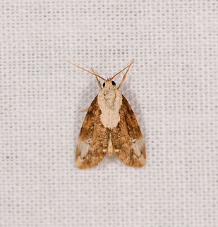 Yellowish moth 2, Ranomafana, Madagascar Somewhat similar to the below but unsure if related:
https://www.jungledragon.com/image/84187/yellowish_moth_ranomafana_madagascar.html Africa,LepiLED,Madagascar,Madagascar 2019,Ranomafana National Park,World