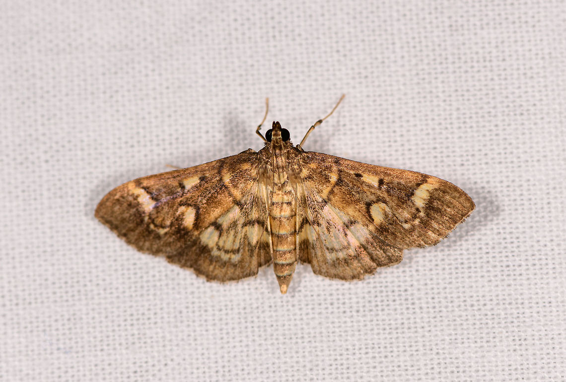 Cambrid moth, Ranomafana, Madagascar  Africa,Geotagged,LepiLED,Madagascar,Madagascar 2019,Ranomafana National Park,Winter,World