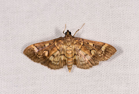 Cambrid moth, Ranomafana, Madagascar  Africa,Geotagged,LepiLED,Madagascar,Madagascar 2019,Ranomafana National Park,Winter,World