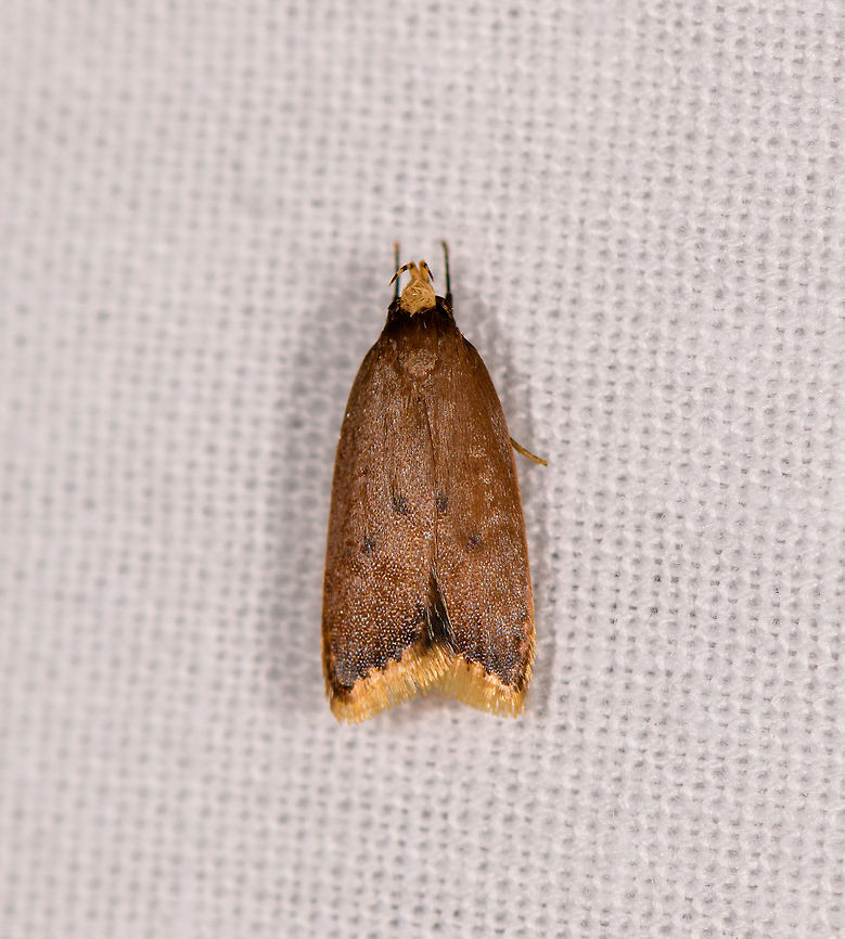 Small brown/yellow moth, Ranomafana, Madagascar About 1cm tall, narrow wing posture, overall brown with clear yellow tips at the head and the bottom of the wings. Africa,LepiLED,Madagascar,Madagascar 2019,Ranomafana National Park,World