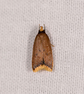 Small brown/yellow moth, Ranomafana, Madagascar About 1cm tall, narrow wing posture, overall brown with clear yellow tips at the head and the bottom of the wings. Africa,LepiLED,Madagascar,Madagascar 2019,Ranomafana National Park,World