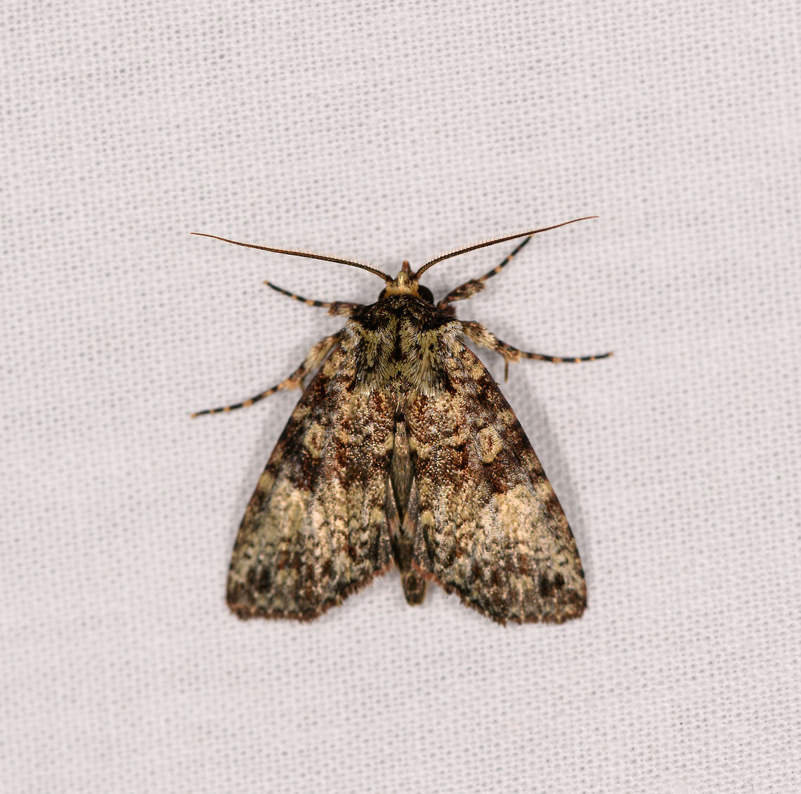 Gold reflective moth 2, Ranomafana, Madagascar It looks similar to the below yet if you study details there are some differences:<br />
<figure class="photo"><a href="https://www.jungledragon.com/image/84317/gold_reflective_moth_ranomafana_madagascar.html" title="Gold reflective moth, Ranomafana, Madagascar"><img src="https://s3.amazonaws.com/media.jungledragon.com/images/2/84317_thumb.jpg?AWSAccessKeyId=05GMT0V3GWVNE7GGM1R2&Expires=1761782410&Signature=9mwFDzz%2FEIjzdFkj%2FuRurqUHzNE%3D" width="142" height="152" alt="Gold reflective moth, Ranomafana, Madagascar Very complicated, reflective patterns on this moth. Africa,Geotagged,LepiLED,Madagascar,Madagascar 2019,Ranomafana National Park,Winter,World" /></a></figure> Africa,LepiLED,Madagascar,Madagascar 2019,Ranomafana National Park,World