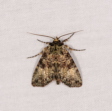 Gold reflective moth 2, Ranomafana, Madagascar It looks similar to the below yet if you study details there are some differences:
https://www.jungledragon.com/image/84317/gold_reflective_moth_ranomafana_madagascar.html Africa,LepiLED,Madagascar,Madagascar 2019,Ranomafana National Park,World