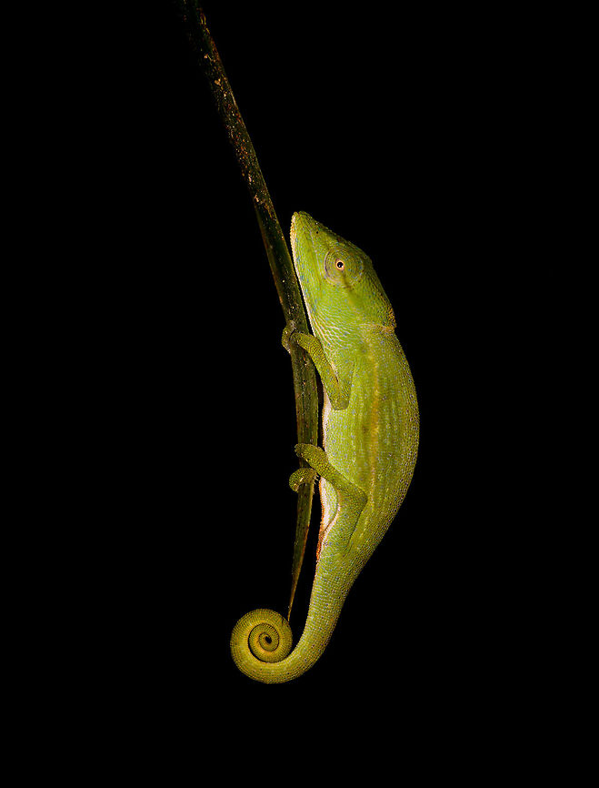Glaw's Chameleon, Ranomafana, Madagascar A little step away from the moth cloth for a short night hike. This species is endangered, only occurring in the forests of eastern Madagascar.<br />
<figure class="photo"><a href="https://www.jungledragon.com/image/84392/glaws_chameleon_-_closeup_ranomafana_madagascar.html" title="Glaw's Chameleon - closeup, Ranomafana, Madagascar"><img src="https://s3.amazonaws.com/media.jungledragon.com/images/2/84392_thumb.jpg?AWSAccessKeyId=05GMT0V3GWVNE7GGM1R2&Expires=1770854410&Signature=JVf9gXkKl4Y24wO38tPZIe1wABo%3D" width="200" height="142" alt="Glaw's Chameleon - closeup, Ranomafana, Madagascar Rotated shot.<br />
<br />
A little step away from the moth cloth for a short night hike. This species is endangered, only occurring in the forests of eastern Madagascar.<br />
https://www.jungledragon.com/image/84391/glaws_chameleon_ranomafana_madagascar.html Africa,Calumma glawi,Glaw's Chameleon,Madagascar,Madagascar 2019,Ranomafana National Park,World" /></a></figure> Africa,Calumma glawi,Glaw's Chameleon,Madagascar,Madagascar 2019,Ranomafana National Park,World