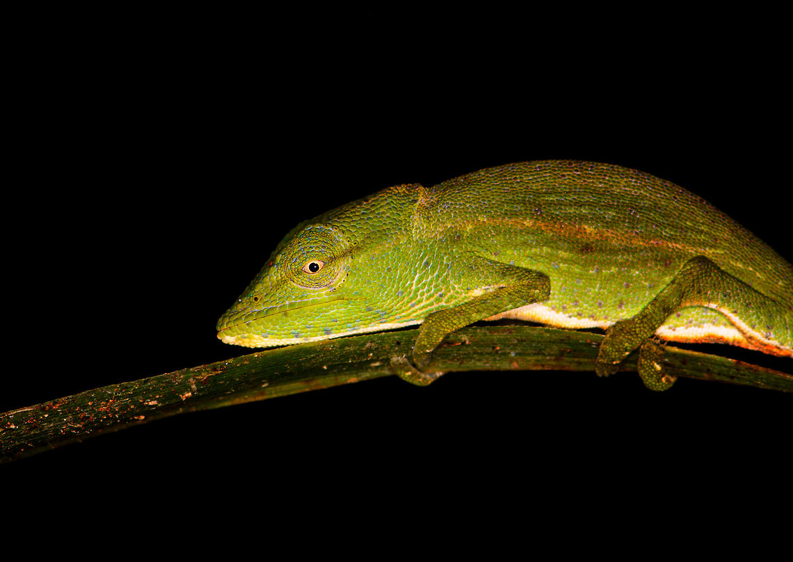 Glaw's Chameleon - closeup, Ranomafana, Madagascar Rotated shot.<br />
<br />
A little step away from the moth cloth for a short night hike. This species is endangered, only occurring in the forests of eastern Madagascar.<br />
<figure class="photo"><a href="https://www.jungledragon.com/image/84391/glaws_chameleon_ranomafana_madagascar.html" title="Glaw&#039;s Chameleon, Ranomafana, Madagascar"><img src="https://s3.amazonaws.com/media.jungledragon.com/images/2/84391_thumb.jpg?AWSAccessKeyId=05GMT0V3GWVNE7GGM1R2&Expires=1759968010&Signature=t96FNsnjd1HP4vSPJUd4qzsmDcg%3D" width="116" height="152" alt="Glaw&#039;s Chameleon, Ranomafana, Madagascar A little step away from the moth cloth for a short night hike. This species is endangered, only occurring in the forests of eastern Madagascar.<br />
https://www.jungledragon.com/image/84392/glaws_chameleon_-_closeup_ranomafana_madagascar.html Africa,Calumma glawi,Glaw&#039;s Chameleon,Madagascar,Madagascar 2019,Ranomafana National Park,World" /></a></figure> Africa,Calumma glawi,Glaw's Chameleon,Madagascar,Madagascar 2019,Ranomafana National Park,World