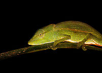 Glaw's Chameleon - closeup, Ranomafana, Madagascar Rotated shot.<br />
<br />
A little step away from the moth cloth for a short night hike. This species is endangered, only occurring in the forests of eastern Madagascar.<br />
https://www.jungledragon.com/image/84391/glaws_chameleon_ranomafana_madagascar.html Africa,Calumma glawi,Glaw's Chameleon,Madagascar,Madagascar 2019,Ranomafana National Park,World