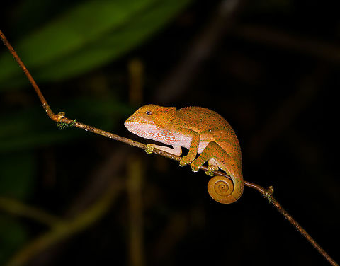 O'shaughnessy's chameleon, Ranomafana, Madagascar This is a juvenile. Africa,Calumma oshaughnessy,Madagascar,Madagascar 2019,O'shaughnessy's chameleon,Ranomafana National Park,World