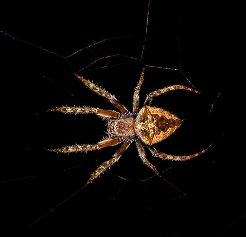 Tropical orbweaver - body, Ranomafana, Madagascar Found during a night tour. Resembles Eriophora sp. but these are not known to occur in Madagascar. Trying to get some help in a spiders group.
https://www.jungledragon.com/image/84396/tropical_orbweaver_-_full_scene_ranomafana_madagascar.html
https://www.jungledragon.com/image/84397/tropical_orbweaver_-_front_ranomafana_madagascar.html Africa,Madagascar,Madagascar 2019,Ranomafana National Park,World