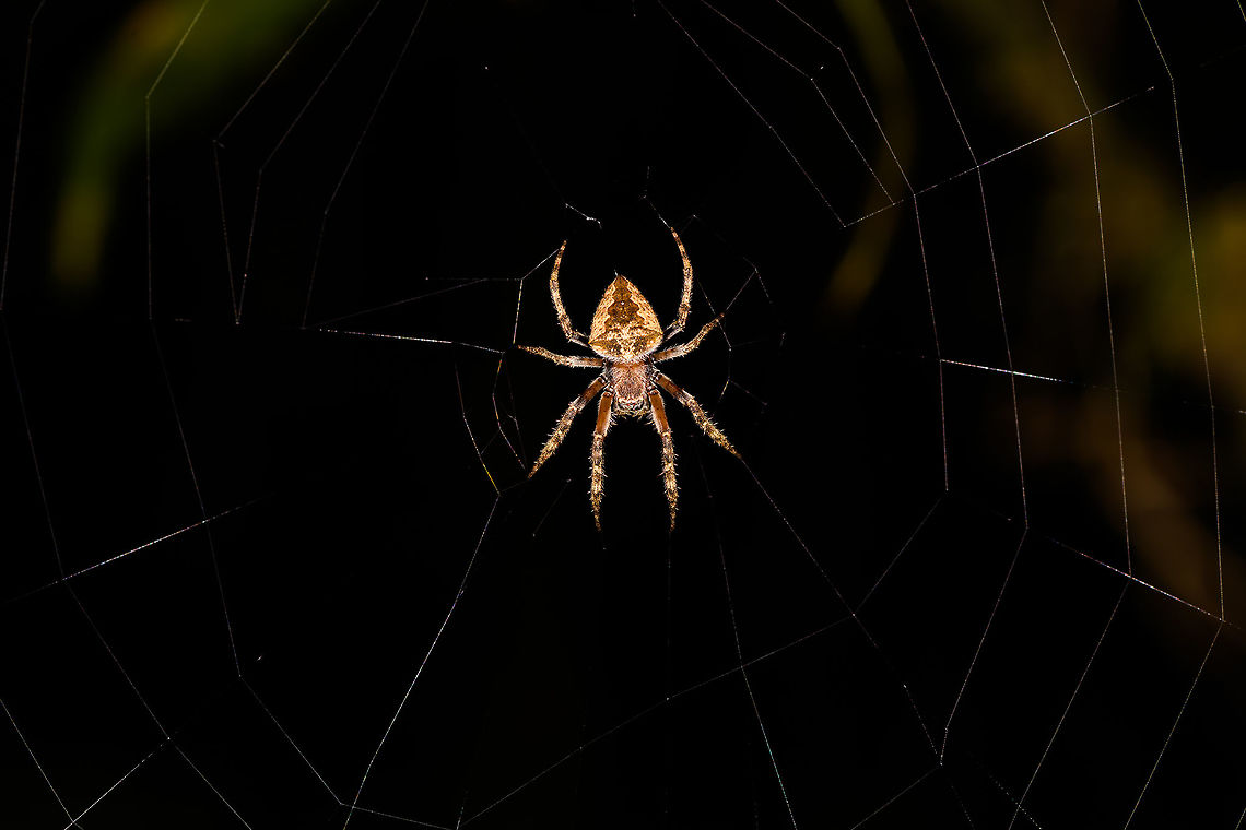 Tropical orbweaver - full scene, Ranomafana, Madagascar Found during a night tour. Resembles Eriophora sp. but these are not known to occur in Madagascar. Trying to get some help in a spiders group.<br />
<figure class="photo"><a href="https://www.jungledragon.com/image/84395/tropical_orbweaver_-_body_ranomafana_madagascar.html" title="Tropical orbweaver - body, Ranomafana, Madagascar"><img src="https://s3.amazonaws.com/media.jungledragon.com/images/2/84395_thumb.jpg?AWSAccessKeyId=05GMT0V3GWVNE7GGM1R2&Expires=1767225610&Signature=x%2FGiEqLacCO0kotA7gykWHrJ%2FgE%3D" width="200" height="194" alt="Tropical orbweaver - body, Ranomafana, Madagascar Found during a night tour. Resembles Eriophora sp. but these are not known to occur in Madagascar. Trying to get some help in a spiders group.<br />
https://www.jungledragon.com/image/84396/tropical_orbweaver_-_full_scene_ranomafana_madagascar.html<br />
https://www.jungledragon.com/image/84397/tropical_orbweaver_-_front_ranomafana_madagascar.html Africa,Madagascar,Madagascar 2019,Ranomafana National Park,World" /></a></figure><br />
<figure class="photo"><a href="https://www.jungledragon.com/image/84397/tropical_orbweaver_-_front_ranomafana_madagascar.html" title="Tropical orbweaver - front, Ranomafana, Madagascar"><img src="https://s3.amazonaws.com/media.jungledragon.com/images/2/84397_thumb.jpg?AWSAccessKeyId=05GMT0V3GWVNE7GGM1R2&Expires=1767225610&Signature=25QuiR%2FgkQfNMg4jflWd0pcymQ0%3D" width="200" height="178" alt="Tropical orbweaver - front, Ranomafana, Madagascar Found during a night tour. Resembles Eriophora sp. but these are not known to occur in Madagascar. Trying to get some help in a spiders group.<br />
https://www.jungledragon.com/image/84396/tropical_orbweaver_-_full_scene_ranomafana_madagascar.html<br />
https://www.jungledragon.com/image/84395/tropical_orbweaver_-_body_ranomafana_madagascar.html Africa,Geotagged,Madagascar,Madagascar 2019,Ranomafana National Park,Winter,World" /></a></figure> Africa,Madagascar,Madagascar 2019,Ranomafana National Park,World
