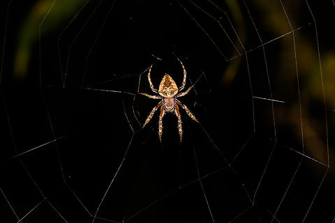 Tropical orbweaver - full scene, Ranomafana, Madagascar Found during a night tour. Resembles Eriophora sp. but these are not known to occur in Madagascar. Trying to get some help in a spiders group.
https://www.jungledragon.com/image/84395/tropical_orbweaver_-_body_ranomafana_madagascar.html
https://www.jungledragon.com/image/84397/tropical_orbweaver_-_front_ranomafana_madagascar.html Africa,Madagascar,Madagascar 2019,Ranomafana National Park,World