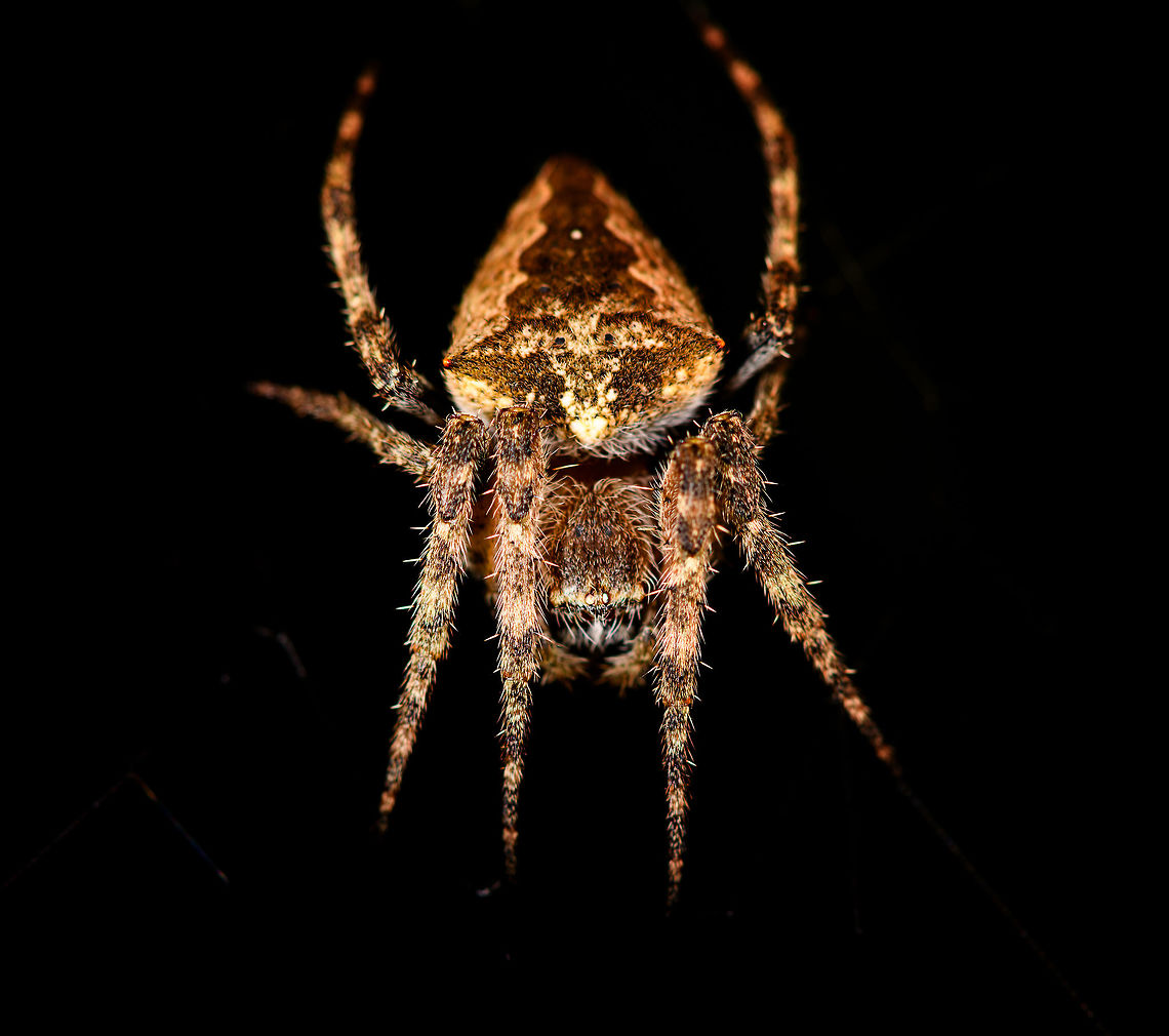 Tropical orbweaver - front, Ranomafana, Madagascar Found during a night tour. Resembles Eriophora sp. but these are not known to occur in Madagascar. Trying to get some help in a spiders group.<br />
<figure class="photo"><a href="https://www.jungledragon.com/image/84396/tropical_orbweaver_-_full_scene_ranomafana_madagascar.html" title="Tropical orbweaver - full scene, Ranomafana, Madagascar"><img src="https://s3.amazonaws.com/media.jungledragon.com/images/2/84396_thumb.jpg?AWSAccessKeyId=05GMT0V3GWVNE7GGM1R2&Expires=1767225610&Signature=Hw2NfThCDV7WkHkzw2AHd6wMRVI%3D" width="200" height="134" alt="Tropical orbweaver - full scene, Ranomafana, Madagascar Found during a night tour. Resembles Eriophora sp. but these are not known to occur in Madagascar. Trying to get some help in a spiders group.<br />
https://www.jungledragon.com/image/84395/tropical_orbweaver_-_body_ranomafana_madagascar.html<br />
https://www.jungledragon.com/image/84397/tropical_orbweaver_-_front_ranomafana_madagascar.html Africa,Madagascar,Madagascar 2019,Ranomafana National Park,World" /></a></figure><br />
<figure class="photo"><a href="https://www.jungledragon.com/image/84395/tropical_orbweaver_-_body_ranomafana_madagascar.html" title="Tropical orbweaver - body, Ranomafana, Madagascar"><img src="https://s3.amazonaws.com/media.jungledragon.com/images/2/84395_thumb.jpg?AWSAccessKeyId=05GMT0V3GWVNE7GGM1R2&Expires=1767225610&Signature=x%2FGiEqLacCO0kotA7gykWHrJ%2FgE%3D" width="200" height="194" alt="Tropical orbweaver - body, Ranomafana, Madagascar Found during a night tour. Resembles Eriophora sp. but these are not known to occur in Madagascar. Trying to get some help in a spiders group.<br />
https://www.jungledragon.com/image/84396/tropical_orbweaver_-_full_scene_ranomafana_madagascar.html<br />
https://www.jungledragon.com/image/84397/tropical_orbweaver_-_front_ranomafana_madagascar.html Africa,Madagascar,Madagascar 2019,Ranomafana National Park,World" /></a></figure> Africa,Geotagged,Madagascar,Madagascar 2019,Ranomafana National Park,Winter,World