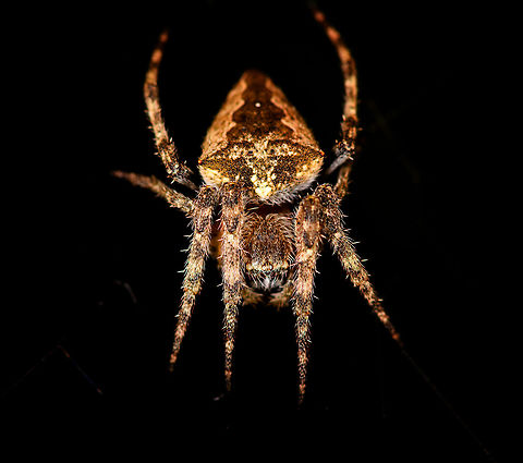 Tropical orbweaver - front, Ranomafana, Madagascar Found during a night tour. Resembles Eriophora sp. but these are not known to occur in Madagascar. Trying to get some help in a spiders group.
https://www.jungledragon.com/image/84396/tropical_orbweaver_-_full_scene_ranomafana_madagascar.html
https://www.jungledragon.com/image/84395/tropical_orbweaver_-_body_ranomafana_madagascar.html Africa,Geotagged,Madagascar,Madagascar 2019,Ranomafana National Park,Winter,World
