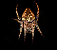Tropical orbweaver - front, Ranomafana, Madagascar Found during a night tour. Resembles Eriophora sp. but these are not known to occur in Madagascar. Trying to get some help in a spiders group.<br />
https://www.jungledragon.com/image/84396/tropical_orbweaver_-_full_scene_ranomafana_madagascar.html<br />
https://www.jungledragon.com/image/84395/tropical_orbweaver_-_body_ranomafana_madagascar.html Africa,Geotagged,Madagascar,Madagascar 2019,Ranomafana National Park,Winter,World