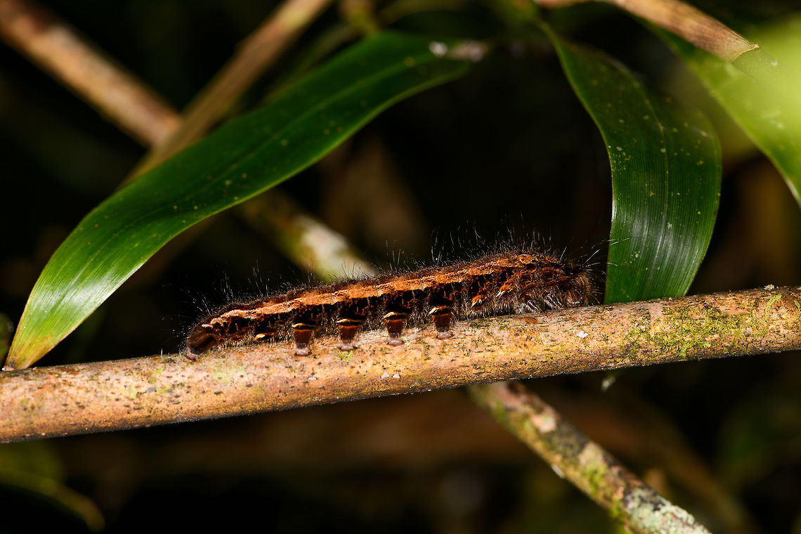 Hairy caterpillar, Ranomafana, Madagascar About 6-7cm in length, black body with thick oragne band. Lots of fine light hairs. Found during a night tour in Ranomafana. Africa,Geotagged,Madagascar,Madagascar 2019,Ranomafana National Park,Winter,World