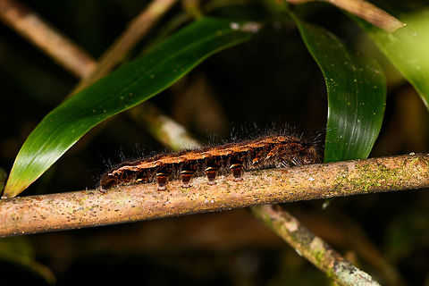 Hairy caterpillar, Ranomafana, Madagascar About 6-7cm in length, black body with thick oragne band. Lots of fine light hairs. Found during a night tour in Ranomafana. Africa,Geotagged,Madagascar,Madagascar 2019,Ranomafana National Park,Winter,World