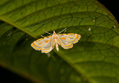 Ambia cf. gueneealis, Ranomafana, Madagascar  Africa,Ambia gueneealis,Geotagged,Madagascar,Madagascar 2019,Ranomafana National Park,Winter,World