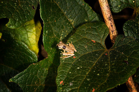 Boophis picturatus, Ranomafana, Madagascar https://www.jungledragon.com/image/84438/small_textured_frog_-_top_view_ranomafana_madagascar.html
https://www.jungledragon.com/image/84437/small_textured_frog_-_side_view_ranomafana_madagascar.html Africa,Boophis picturatus,Madagascar,Madagascar 2019,Ranomafana National Park,World