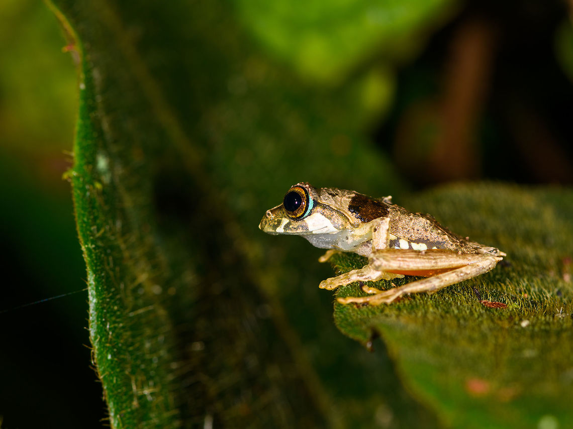 Boophis picturatus - side view, Ranomafana, Madagascar <figure class="photo"><a href="https://www.jungledragon.com/image/84438/boophis_picturatus_-_top_view_ranomafana_madagascar.html" title="Boophis picturatus - top view, Ranomafana, Madagascar"><img src="https://s3.amazonaws.com/media.jungledragon.com/images/2/84438_thumb.jpg?AWSAccessKeyId=05GMT0V3GWVNE7GGM1R2&Expires=1770854410&Signature=dMKaEYvfTUobabA7gdNy4mLtze0%3D" width="148" height="152" alt="Boophis picturatus - top view, Ranomafana, Madagascar https://www.jungledragon.com/image/84437/small_textured_frog_-_side_view_ranomafana_madagascar.html<br />
https://www.jungledragon.com/image/84436/small_textured_frog_ranomafana_madagascar.html Africa,Boophis picturatus,Madagascar,Madagascar 2019,Ranomafana National Park,World" /></a></figure><br />
<figure class="photo"><a href="https://www.jungledragon.com/image/84436/boophis_picturatus_ranomafana_madagascar.html" title="Boophis picturatus, Ranomafana, Madagascar"><img src="https://s3.amazonaws.com/media.jungledragon.com/images/2/84436_thumb.jpg?AWSAccessKeyId=05GMT0V3GWVNE7GGM1R2&Expires=1770854410&Signature=4DAMBLX24pY16HcmfcZFhh%2F9EwQ%3D" width="200" height="134" alt="Boophis picturatus, Ranomafana, Madagascar https://www.jungledragon.com/image/84438/small_textured_frog_-_top_view_ranomafana_madagascar.html<br />
https://www.jungledragon.com/image/84437/small_textured_frog_-_side_view_ranomafana_madagascar.html Africa,Boophis picturatus,Madagascar,Madagascar 2019,Ranomafana National Park,World" /></a></figure> Africa,Boophis picturatus,Madagascar,Madagascar 2019,Ranomafana National Park,World