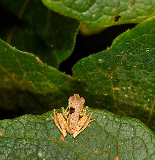 Boophis picturatus